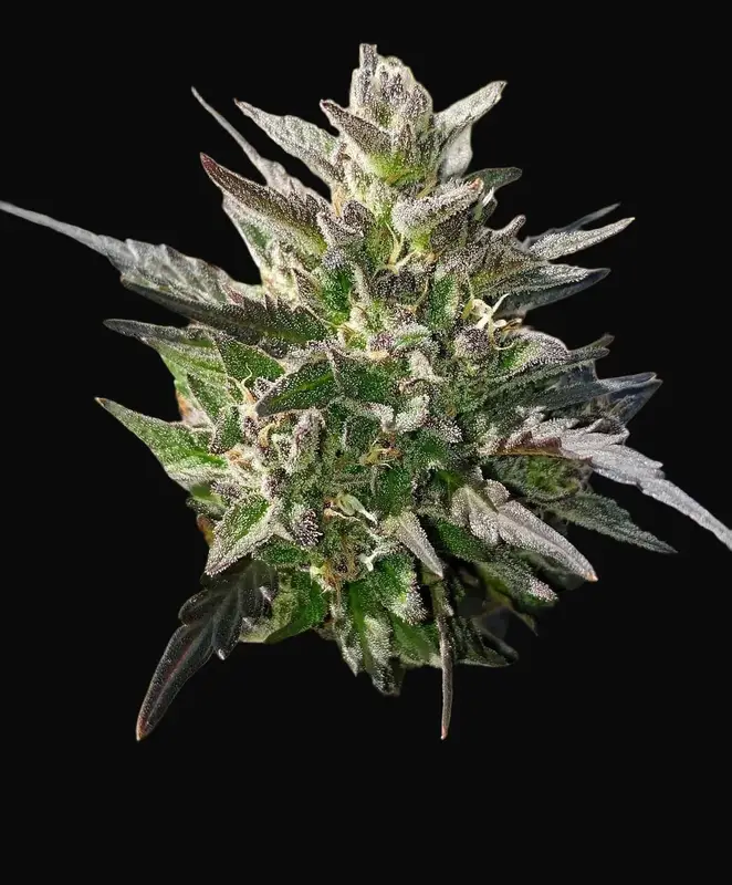 Crème Bubbly Auto