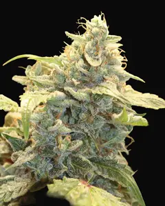 Creme Tasmo Auto