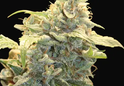Creme Tasmo Auto