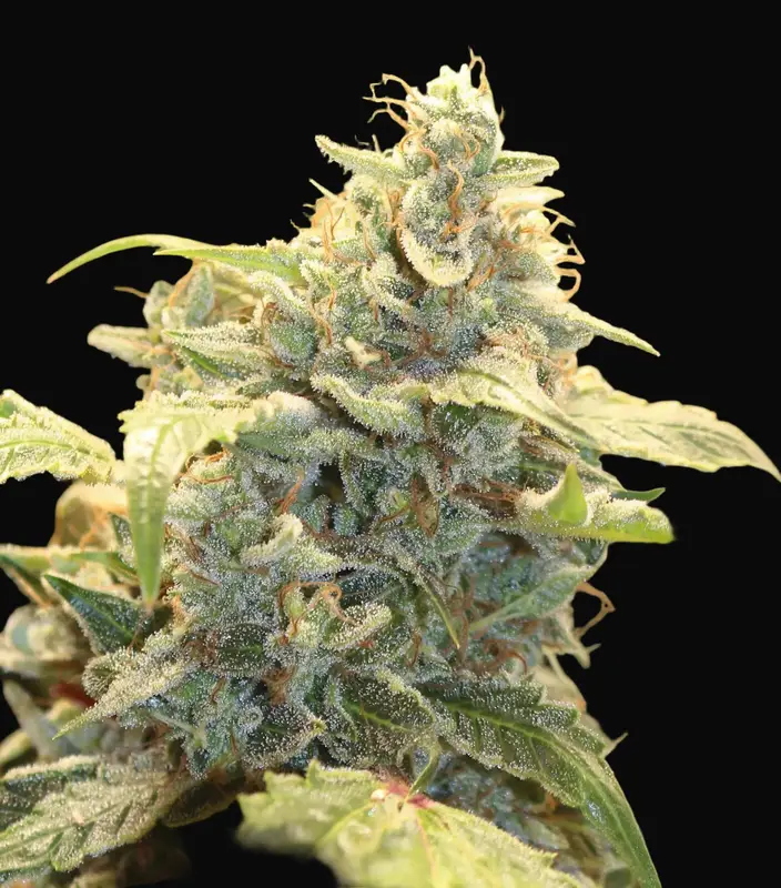 Creme Tasmo Auto