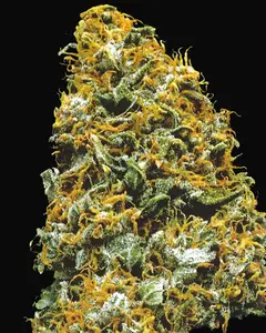 Cristal Paradise Regular