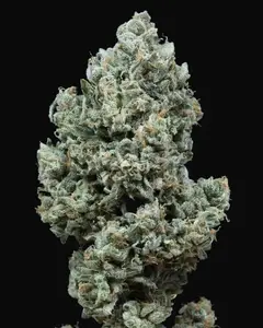 Critical + 2.0 Auto