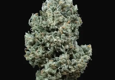 Critical + 2.0 Auto