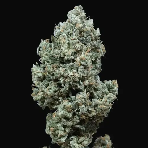 Critical + 2.0 Auto