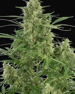 Critical + 2.0 Autoflowering