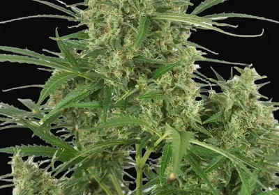Critical + 2.0 Autoflowering