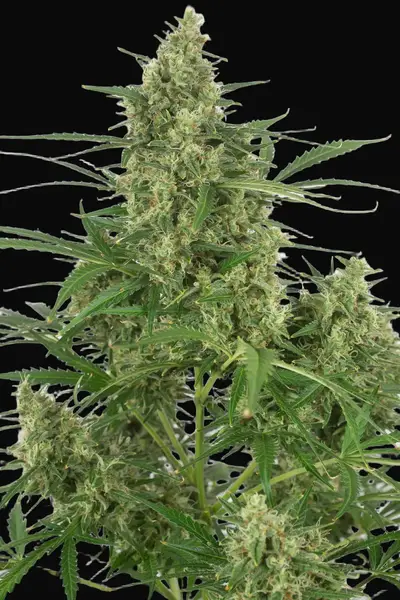 Critical + 2.0 Autoflowering
