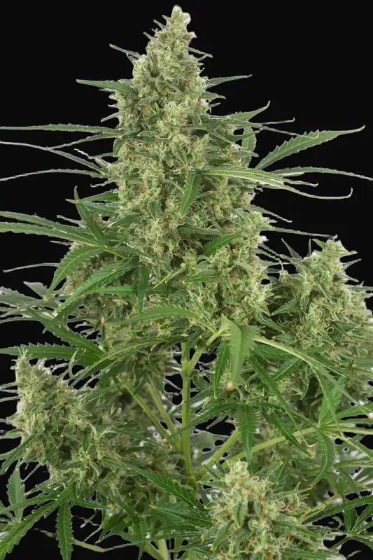 Critical + 2.0 Autoflowering