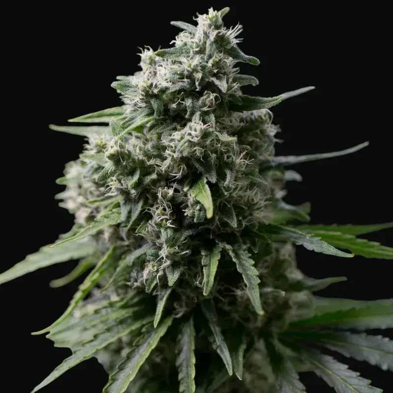 Critical + 2.0