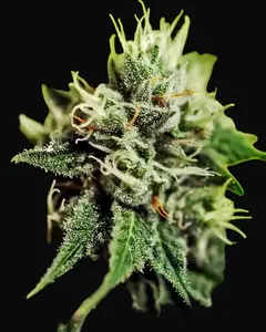 Critical 47 Auto