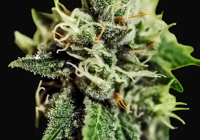 Critical 47 Auto