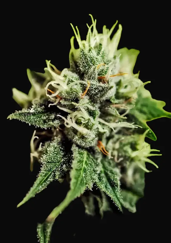 Critical 47 Auto