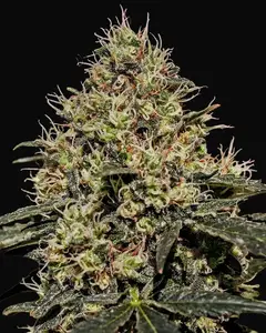 Critical 47