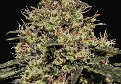 Critical 47