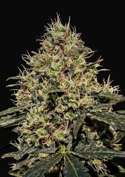 Critical 47