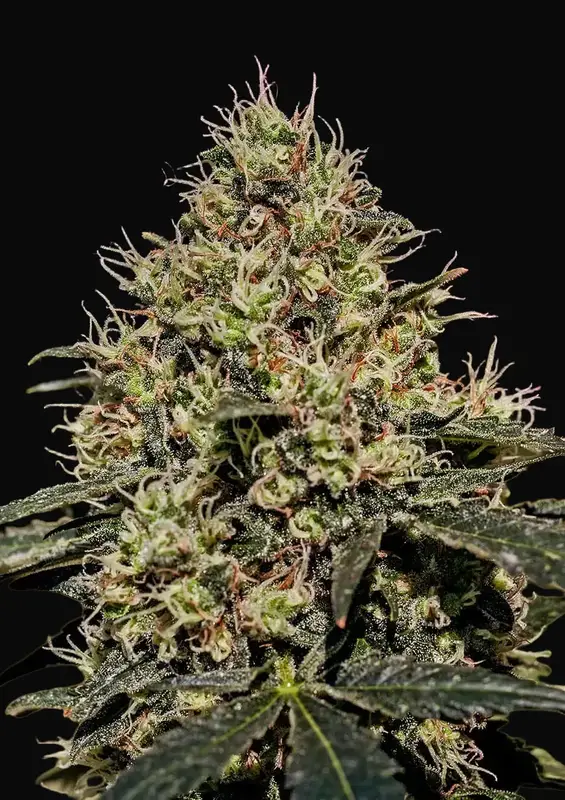Critical 47