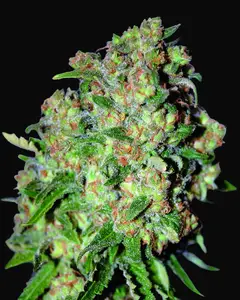 Critical