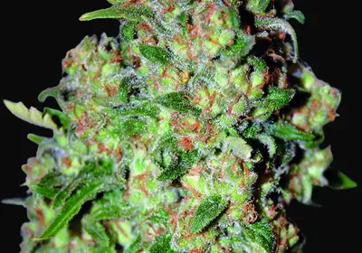 Critical