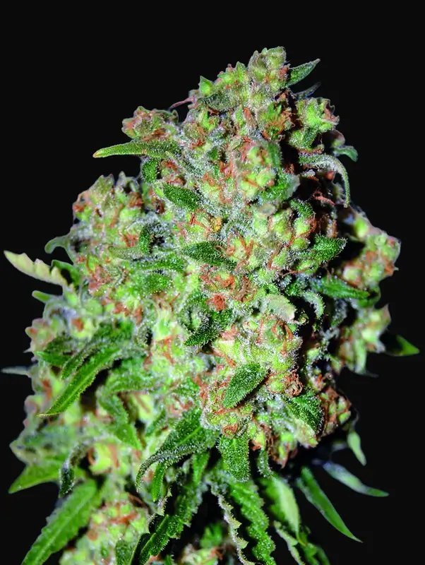 Critical