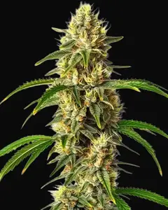 Critical Auto