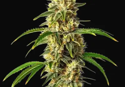 Critical Auto