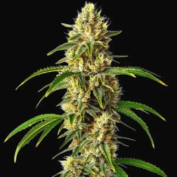 Critical Auto