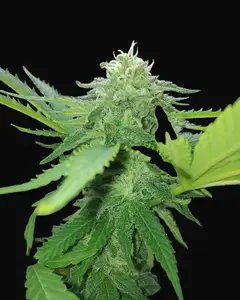 Critical Auto