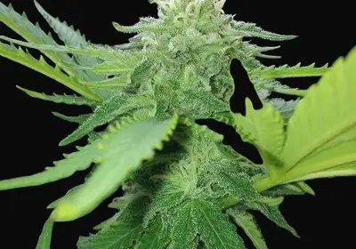 Critical Auto