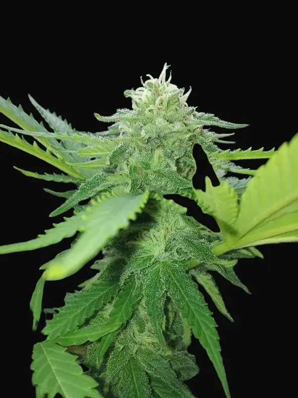Critical Auto