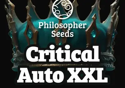 Critical Auto XXL