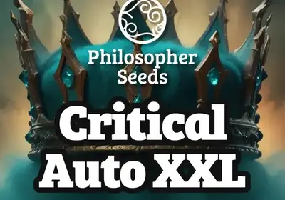 Critical Auto XXL