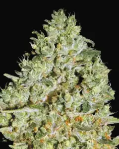 Critical