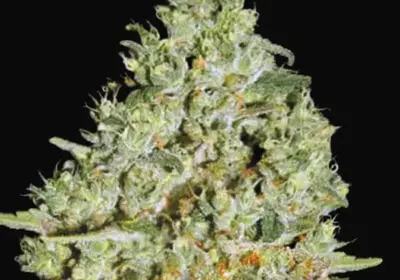 Critical