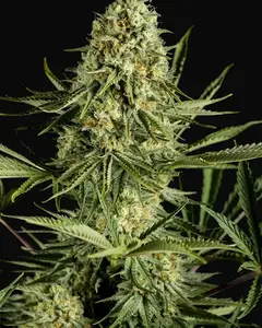 Critical Cheese