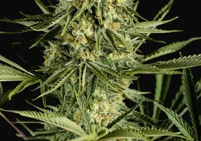 Critical Cheese