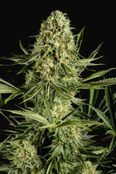 Critical Cheese
