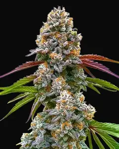 Critical Daddy Purple