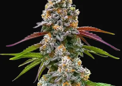 Critical Daddy Purple