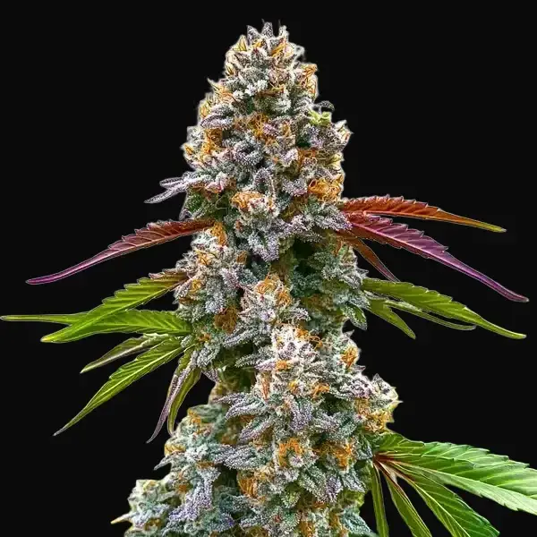 Critical Daddy Purple