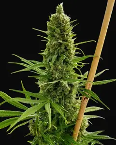 Critical Haze