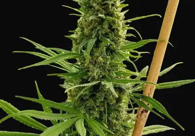 Critical Haze