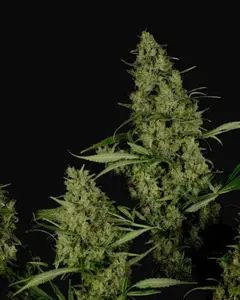 Critical Haze