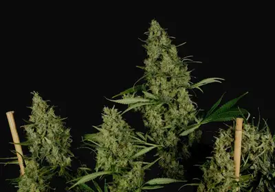 Critical Haze