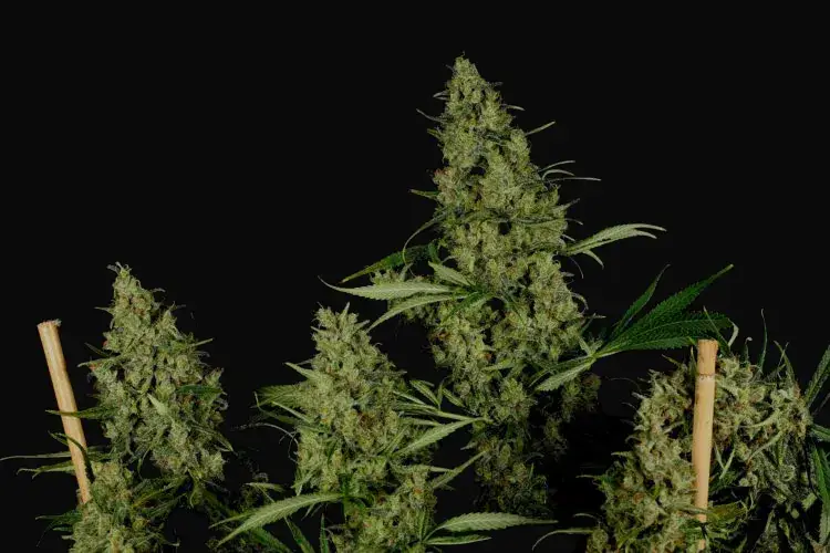 Critical Haze