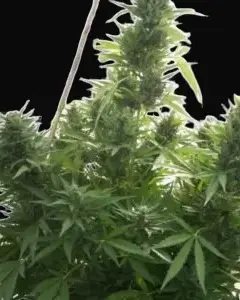 Critical Herer Auto