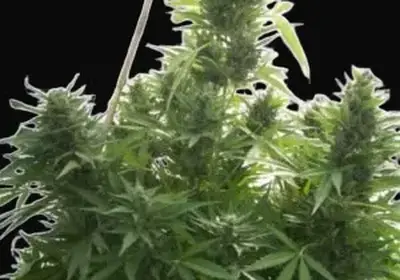 Critical Herer Auto