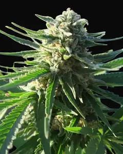 Critical Herer