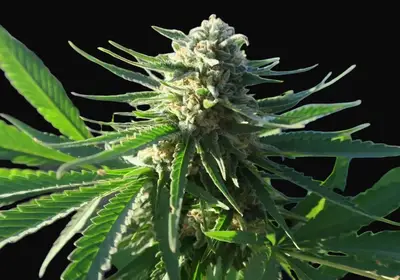 Critical Herer