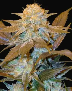 Critical HOG