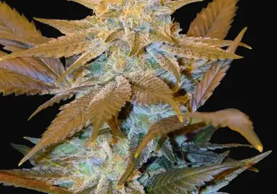 Critical HOG